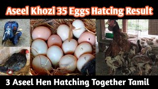 35 Aseel Eggs with 3 Mother Hen 🐔  Aseel Egg Hatching Tamil 2024 [upl. by Zenitram]