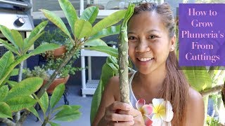 How to Grow PLUMERIAS from cuttings 🌺🌸  A girl with a garden [upl. by Duncan589]