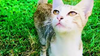 cat voicecat sounds to attract cats [upl. by Annuahsal]