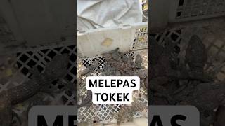 MELEPAS TOKEK GAES tokaygecko reptiles tokek tokekrumah gecko [upl. by Eeryn]