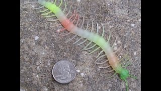 TOP 10 colorful centipedes [upl. by Lamoureux]