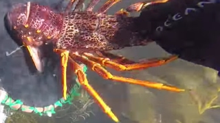 Crayfish Diving in SouthEast Tasmania [upl. by Kennith141]