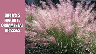 Dougs 5 Favorite Ornamental Grasses [upl. by Ahsienel459]