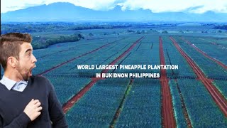 Mahirap Daw Ang Mindanao Sabi Taga Luzon Bukidnon Palang Ito Pineapple Plantation [upl. by Kaja]