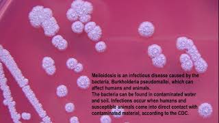 What is Melioidosis Whitmore’s disease Burkholderia pseudomallei aka Pseudomonas pseudomallei [upl. by Annecorinne]