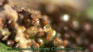 Fern Spores under a microscope [upl. by Sainana]