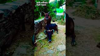 Pali Ranakot gaon Tehri Garhwal music song cover live singing religion funny [upl. by Annadiane]