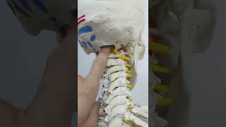 A coluna vertebral tem 24 vértebras anatomia ossos corpohumano coluna shorts [upl. by Otreblasiul645]