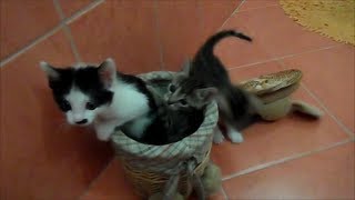 Funny Little Cats Video Playing Sumo [upl. by Aitret398]