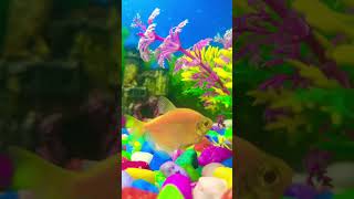 Aquarium Fish Tank New video new shorts youtube [upl. by Katya68]