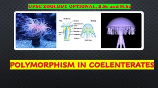 POLYMORPHISM IN COELENTERATA [upl. by Koser]