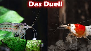 Amanogarnele vs Zwerggarnelen  Das Duell 140 [upl. by Akihsan389]