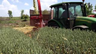 JOHN DEERE 5085M amp FİMAKS BİGDRUM  BUGDAY SİLAJI YAPIMI [upl. by Omland637]