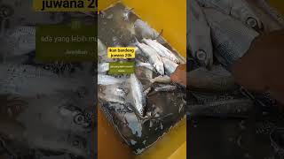 ikan bandeng juwana pasarpordajuwana pedagangikan ikanbawal pembelimarahmarah mancing ikan [upl. by Etiam]