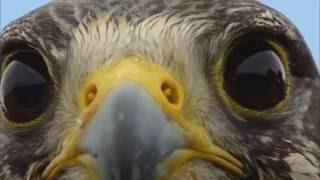 Spirit Bird  Xavier Rudd  with video clips from Earthflight series [upl. by Slrahc]