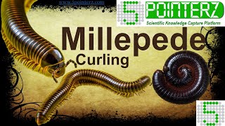 Millipede 🐜  Diplopoda  Atleast 500 legs [upl. by Nogaem]