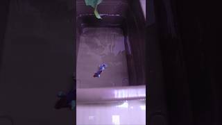 Can betta fish live with other fish [upl. by Vinny]