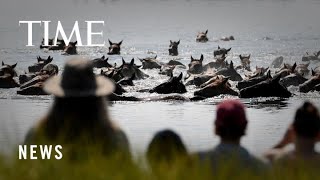 Chincoteague Wild Ponies Complete 98th Annual Swim in Virginia [upl. by Eralc]