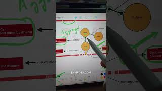 Platelet Adhesion and Aggregation inicet [upl. by Arol380]