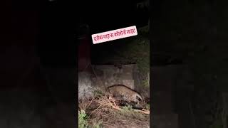 Dariba mines colonycute bhojpuri funny cuteb aby song mela [upl. by Cho]