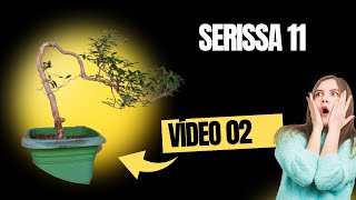 Serissa 11 vídeo 02 bonsai prebonsai [upl. by Humfried]