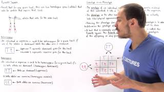 Genotypes Phenotypes and Punnett Square [upl. by Akinam966]