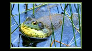 Bull Frog Mating Callavi [upl. by Hanson]