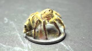 BIGGEST JUMPING SPIDER Female  Hyllus diardi 18mm [upl. by Aicilav986]