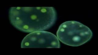 Protists  Biology [upl. by Jamil]