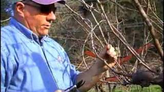 Grape Vine Cane Pruning Demo [upl. by Ackerman315]