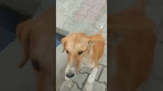 comedy ajaypop funny fun abcvlogs dogowner sanjaycomedy doglover subscribe me please [upl. by Levenson829]