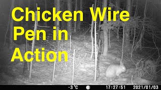 Chicken Wire Snare Pen and Trail Cam Footage [upl. by Leanora]