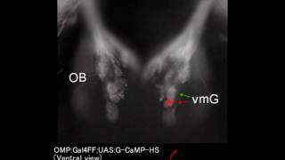 Zebrafish brain activation by pheromone prostaglandin F2α [upl. by Eojyllib799]