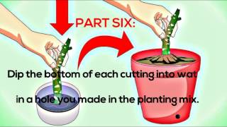 How to Grow Plumeria from Cuttings Plumeria Tips Frangipani [upl. by Yremogtnom727]