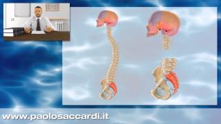 Osteopatia  Il sistema cranio sacrale 37 [upl. by Nelhsa]