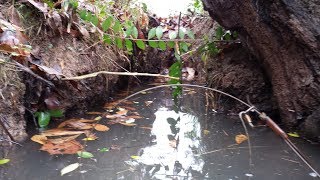 Beaver Snare Sets and Results [upl. by Florrie]