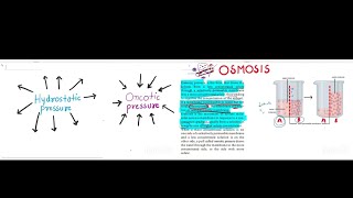 Hydrostatic pressure  Osmotic pressure  Osmosis  Saunders  Nursing competitive exam [upl. by Nic]