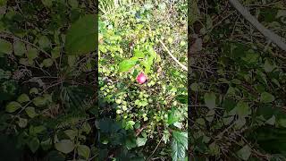 💮PINK SNOWBERRY💮symphoricarpos [upl. by Annig731]