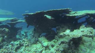 snorkeling THULHAGIRI ISLAND RESORT maldives [upl. by Agnizn]