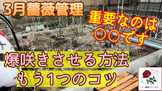 爆咲きもう1つのコツ‼️【3月薔薇管理】重要なのは○○です🌹芽吹きの楽しい季節😊🐻‍ [upl. by Theran]