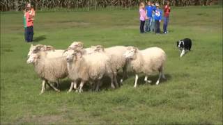 Hund treibt Schafe hin und her  Demonstration auf dem Hof Slütter in Bocholt [upl. by Nnylasor]