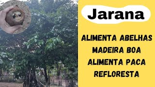 JARANA  ÁRVORE EXCELENTE PARA PLANTAR [upl. by Gerianne]