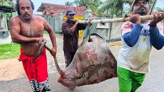 Traditional 100KG Ray Fish Cutting Techniques By Skilled Fishermen [upl. by Acsirp141]