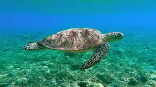 Turtle Swimming in Clear Sea Water [upl. by Ednutey]