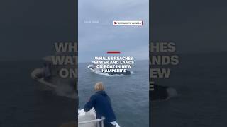 Whale breaches water and lands on boat in New Hampshire [upl. by Lledra]