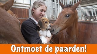 Paarden voorstellen  het nieuwe zusje van Eve  PaardenpraatTV [upl. by Dan]