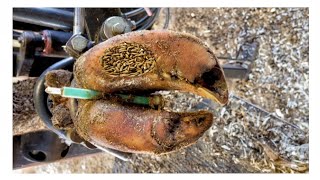 SHOCKING truth about cutting and trimming cow hoves many screws stuck in the hooves Ep5 [upl. by Esinnej]