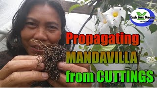 PROPAGATING MANDEVILLA FROM CUTTINGS  FAST and EASY [upl. by Noseimaj]