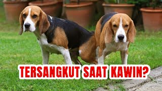 Mengapa Saat Anjing Kewin Bagian Bokongnya Saling Nempel dan Terikat   Cerita Satwa [upl. by Jany]