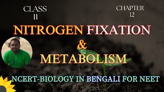 Nitrogen Fixation and Metabolism  class 11 NEET Harunbiozone [upl. by Hauser735]